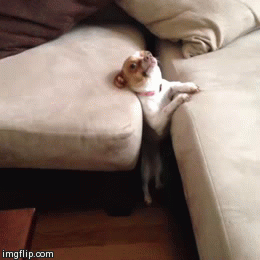 Honden GIF. Dieren Puppy Gifs Hond 