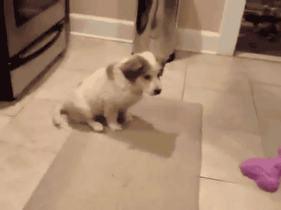 Dieren Gifs Hond zoute+krakeling 