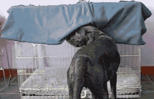 Honden GIF. Dieren Emoties Gebit Gifs Hond Wtf Boosheid 