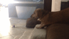 Honden GIF. Dieren Gifs Hond Truc Oversteken 