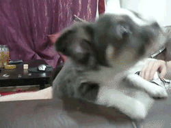 Honden GIF. Dieren Zwemmen Zwembad Gifs Hond 