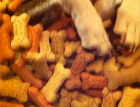 Honden GIF. Dieren Kat Gifs Hond Katje 
