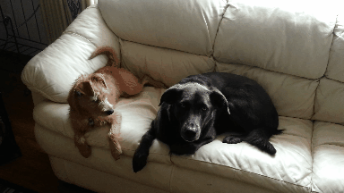 Dieren Gifs Hond oud 