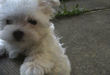 Dieren Gifs Hond 