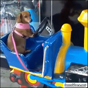 Honden GIF. Dieren Yoga Gifs Hond Doen 