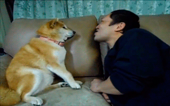 Dieren Emoties gebit Gifs Hond wtf boosheid 