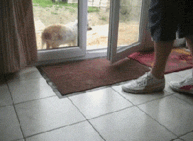 Honden GIF. Dieren Gifs Hond Reactie Likken Het+eten Hilarisch 