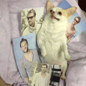Honden GIF. Dieren Spelen Sneeuw Tijd Gifs Hond Vriend 