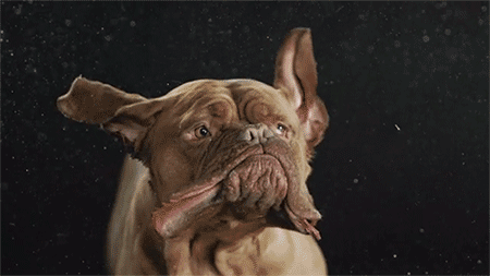 Dieren Puppy Gifs Hond 