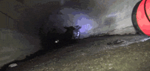 Honden GIF. Dieren Jongen Gifs Hond 