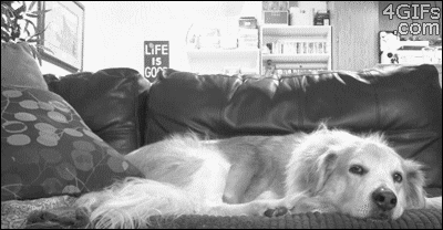 Dieren Gifs Hond klap slapping 