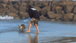 Honden GIF. Dieren Gifs Hond Kind Tand Trekt 