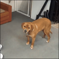 Honden GIF. Dieren Gifs Hond Mislukken Frisbee 