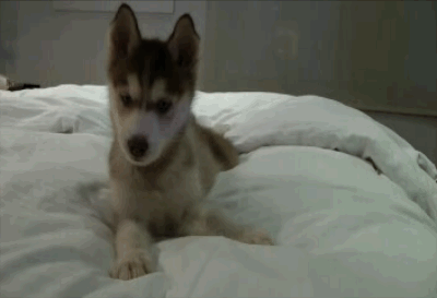 Dieren Gifs Hond Mopshond verrassing 