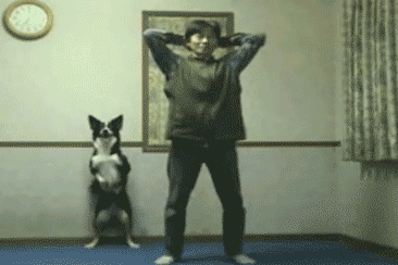 Dieren Schattig Puppy Gifs Hond 