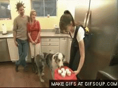 Honden GIF. Dieren Grappig Schattig Gifs Hond Lopend 