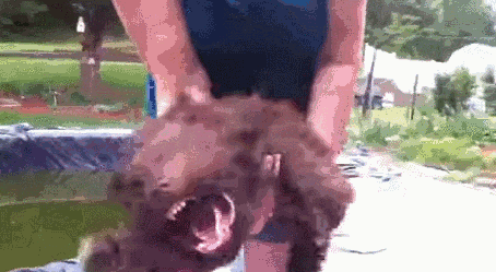 Dieren Puppy Gifs Hond 