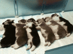 Honden GIF. Dieren Puppy Gifs Hond 