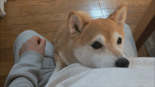 Dieren Kus Gifs Hond Mopshond 