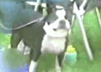 Honden GIF. Dieren Gifs Hond Koel Drama 