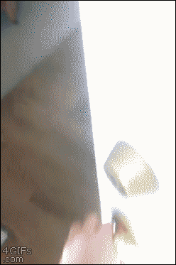 Dieren Gifs Hond zittend meubilair 