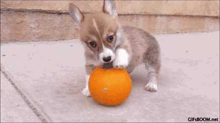 Dieren Gifs Hond verbazingwekkend 