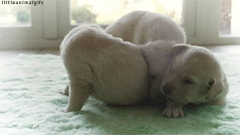 Dieren Tijger Gifs Hond 