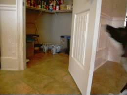 Honden GIF. Dieren Gifs Hond Rage Corgi Sla 