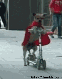 Dieren Gifs Hond 