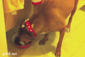 Honden GIF. Dieren Gifs Hond Skateboard 