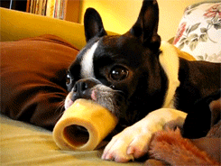 Honden GIF. Dieren Gifs Hond Reactie Likken Het+eten Hilarisch 