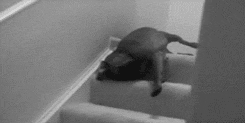 Honden GIF. Dieren Gifs Hond De+mens 