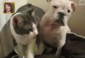 Honden GIF. Dieren Schattig Gifs Hond Opgewonden 