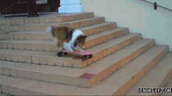 Dieren Voedsel Gifs Hond gluiperig 