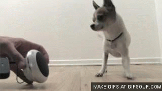 Dieren Gifs Hond 