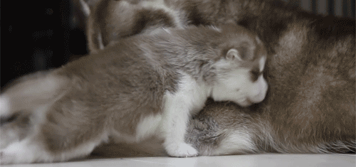 Dieren Gifs Hond lus omfg 
