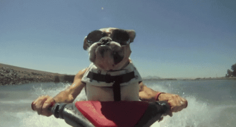 Dieren Wassen Bang Auto Gifs Hond 