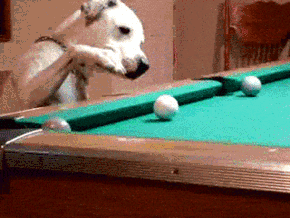 Honden GIF. Dieren Gifs Hond Zeeschildpad 