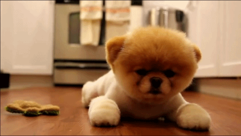 Dieren Zonnebril Gifs Hond jumping 