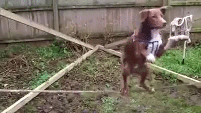 Dieren Gifs Hond mislukken vangst halen 