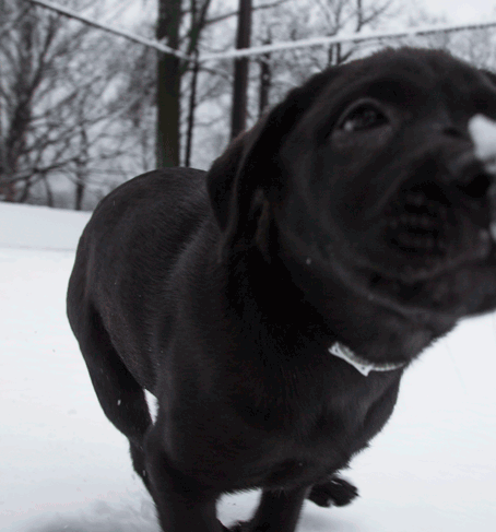 Dieren Spelen Sneeuw Tijd Gifs Hond vriend 