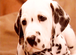 Honden GIF. Dieren Puppy Sneeuw Gifs Hond 