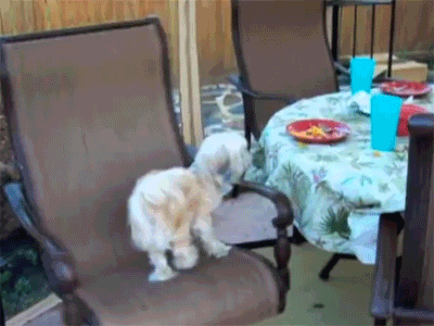 Dieren Gifs Hond oud 