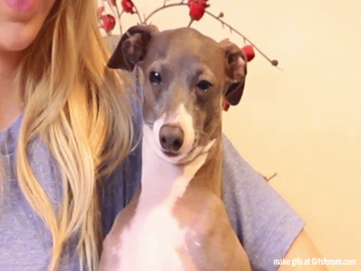Dieren Gifs Hond het+eten 