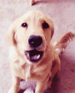 Dieren Puppy Gifs Hond schudden 