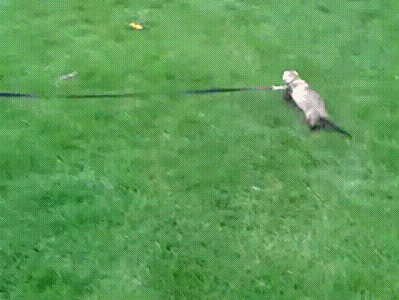 Dieren Puppy Gifs Hond 