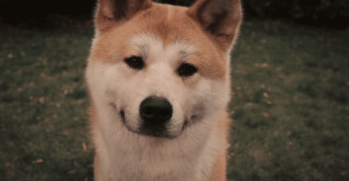 Dieren Puppy Gifs Hond 