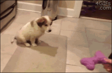 Dieren Koe Gifs Hond 