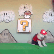 Honden GIF. Dieren Puppy Gifs Hond 