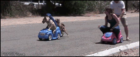 Dieren Gifs Hond zeeschildpad 
